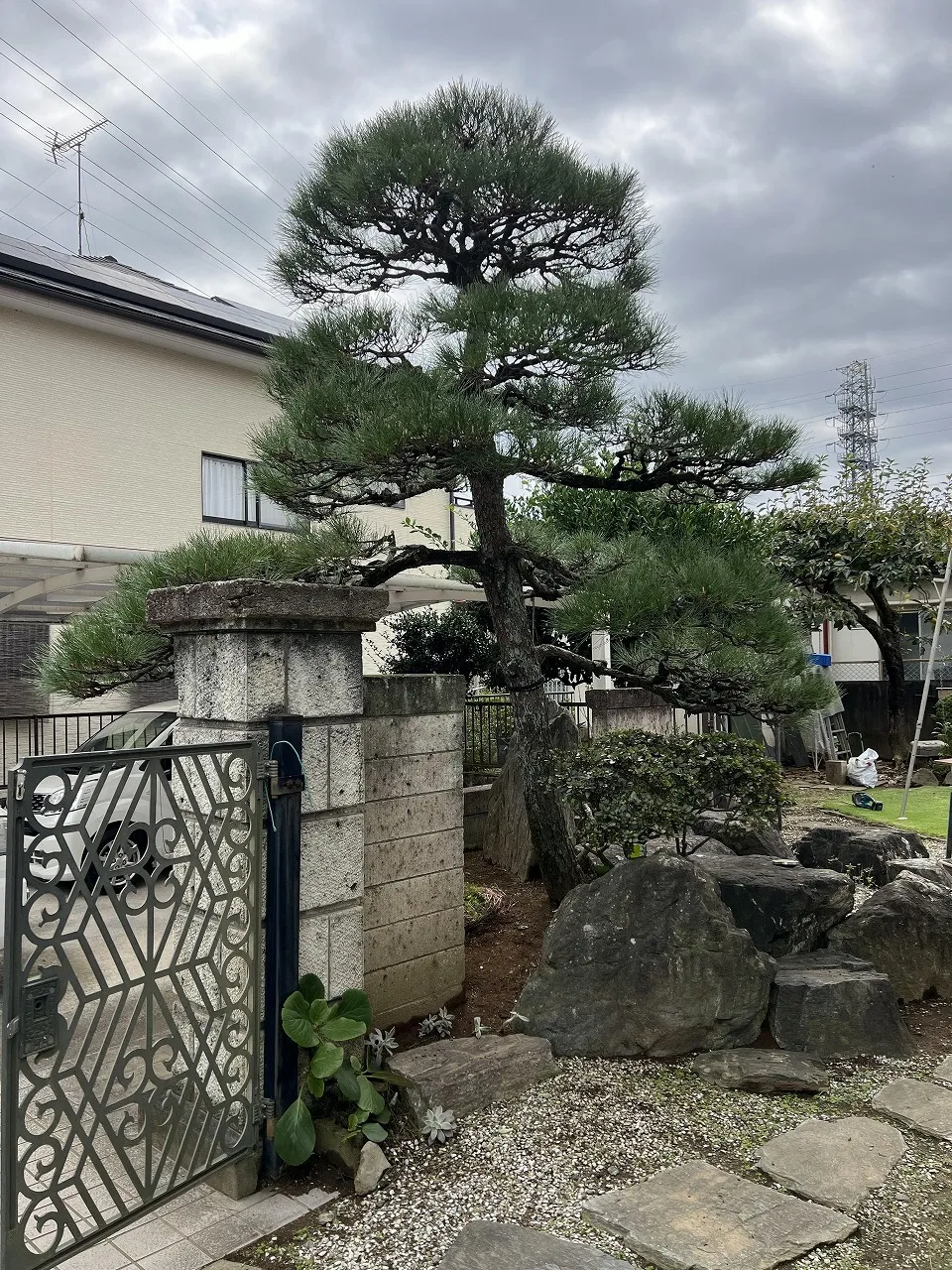 個人邸の松の剪定