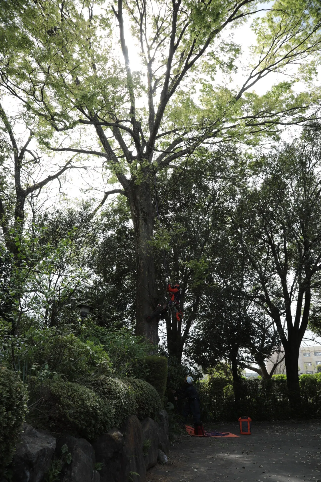 ケヤキの枝下ろし